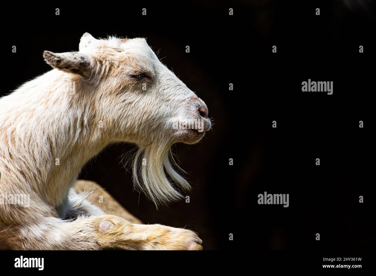 Closeup of wise white goat with closed eyes and white beard with black background Stock Photo