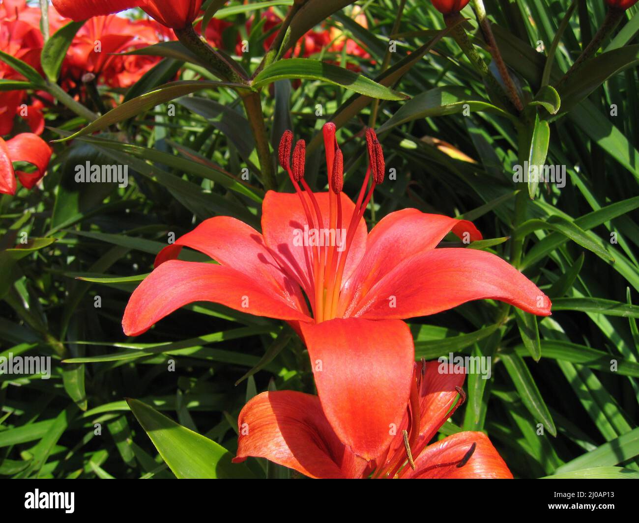 Beautiful red lily Stock Photo