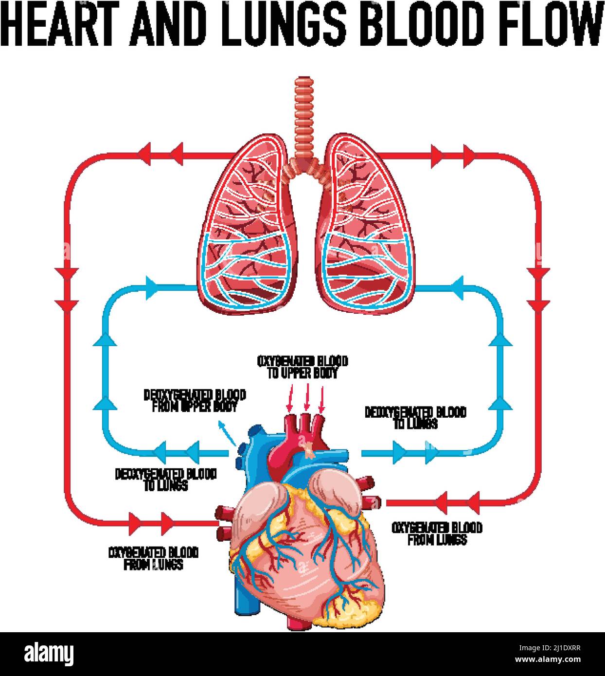 Heart And Lungs Diagram