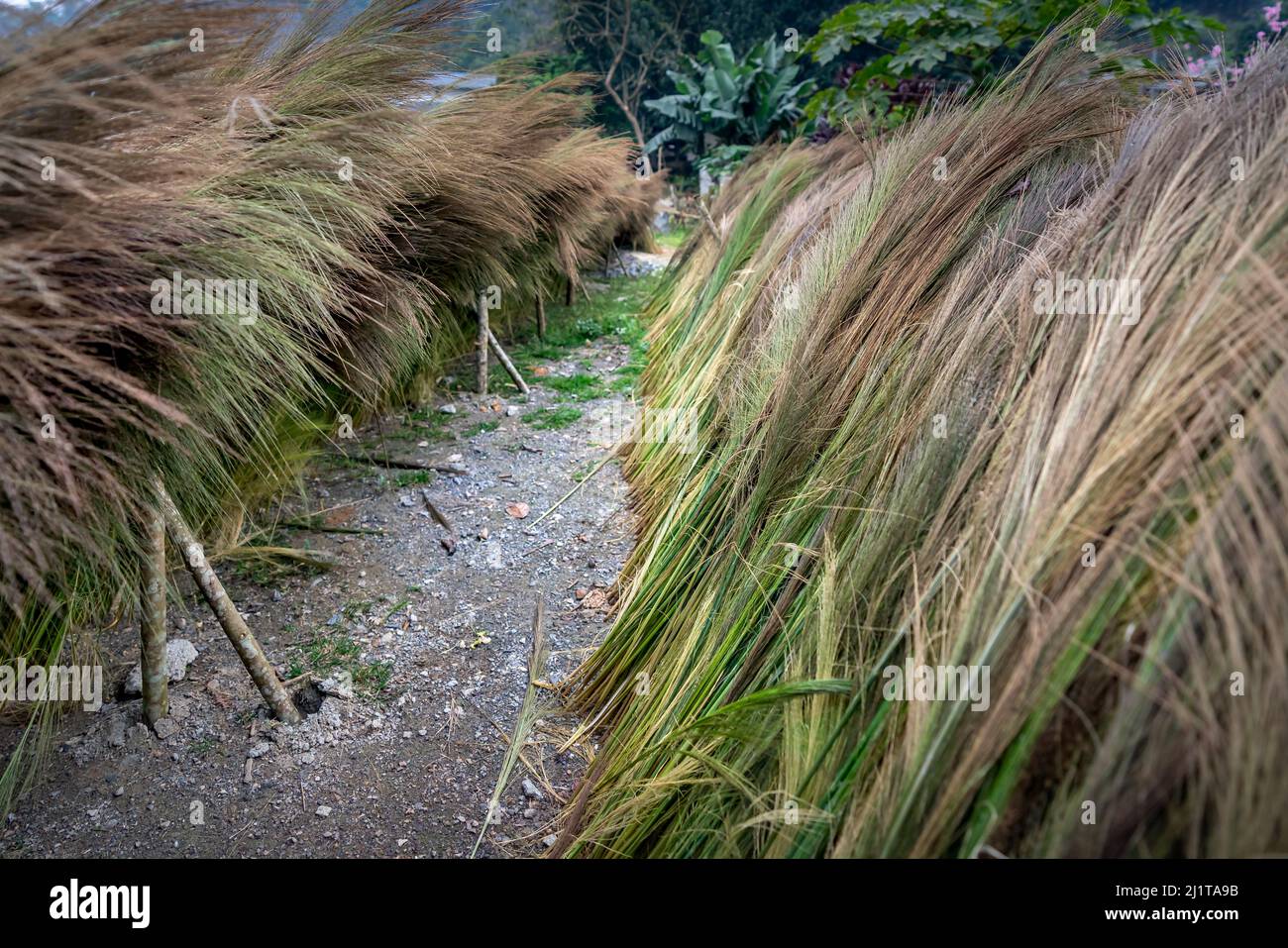 Farmers harvest reeds to make brooms Stock Photo