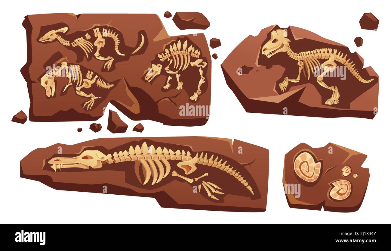 Fossil dinosaurs skeletons, buried snails shells, paleontology finds. Vector cartoon illustration of stone sections with bones of prehistoric reptiles Stock Vector