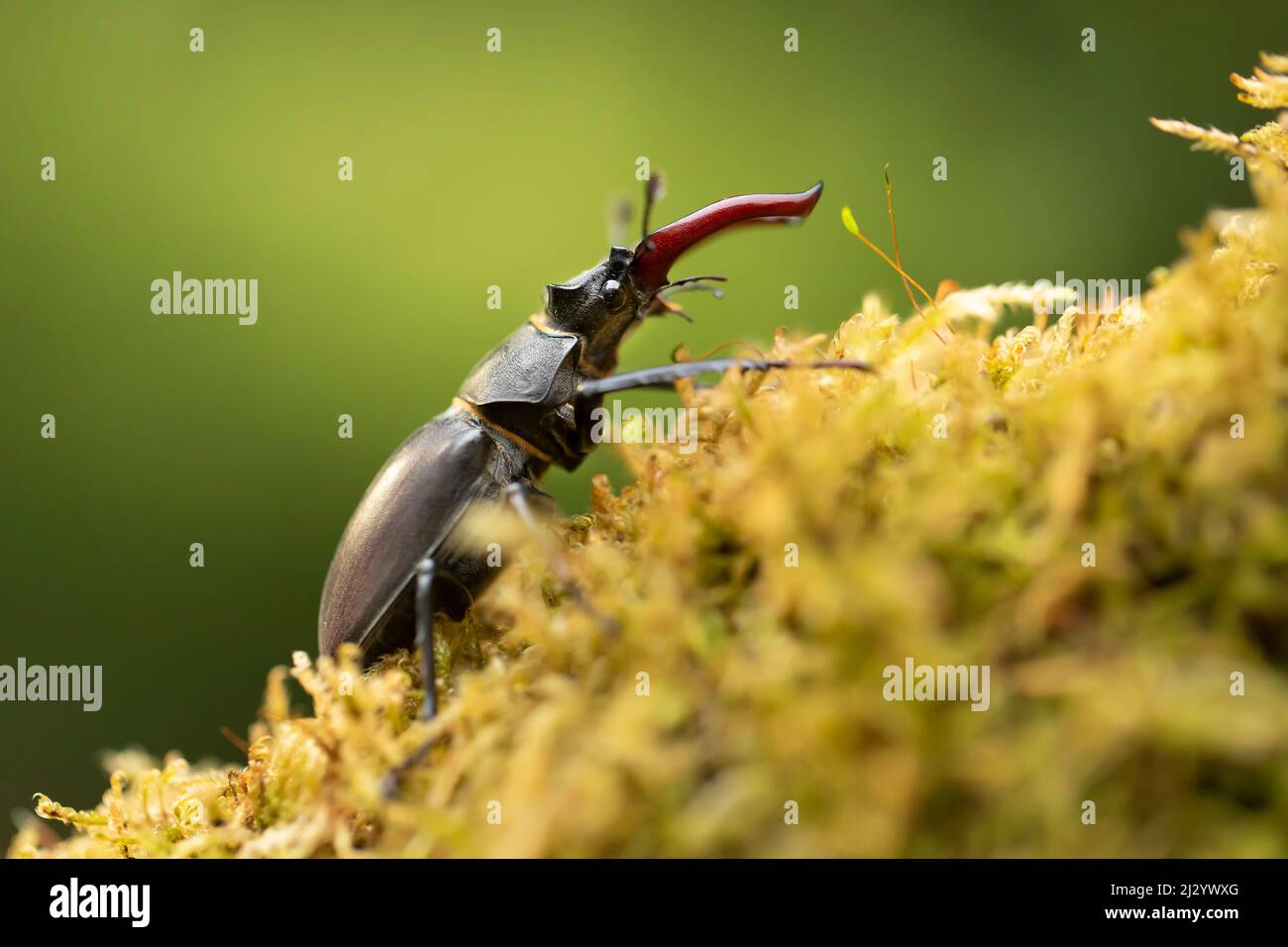 Male stag beetle, Lucanus cervus, with enlarge mandible on mossy tree, largest beetle in Europe Stock Photo