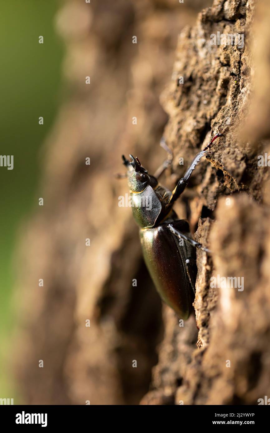 Female stag beetle, Lucanus cervus on old tree trunk is the biggest beetle in Europe Stock Photo