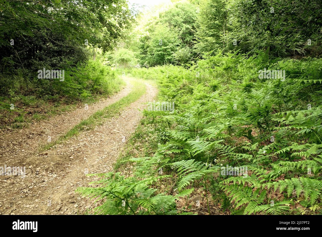 woods dirt road trough lush ferns in Nebrodi Park, Sicily Stock Photo