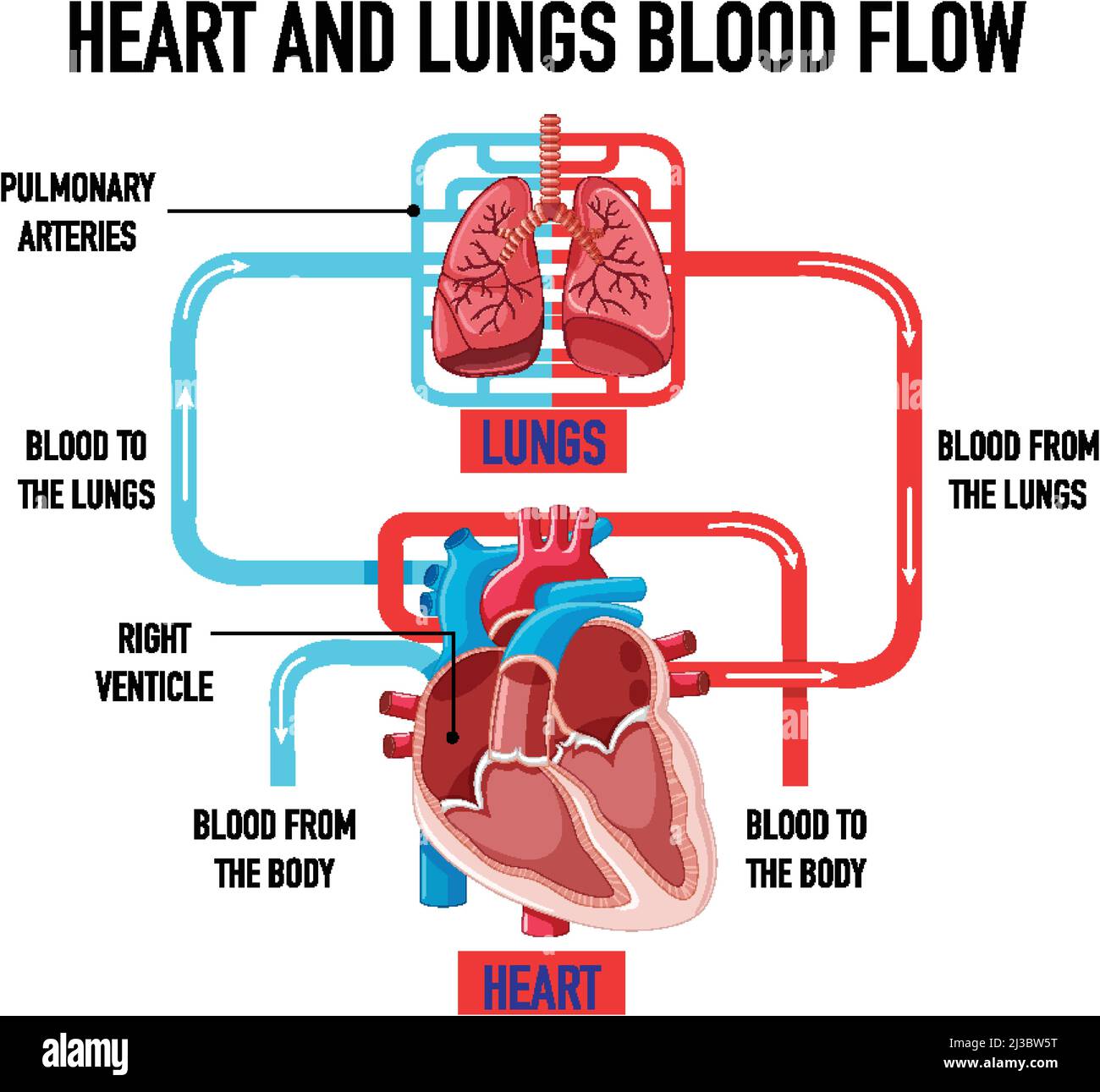 Heart And Lungs Diagram