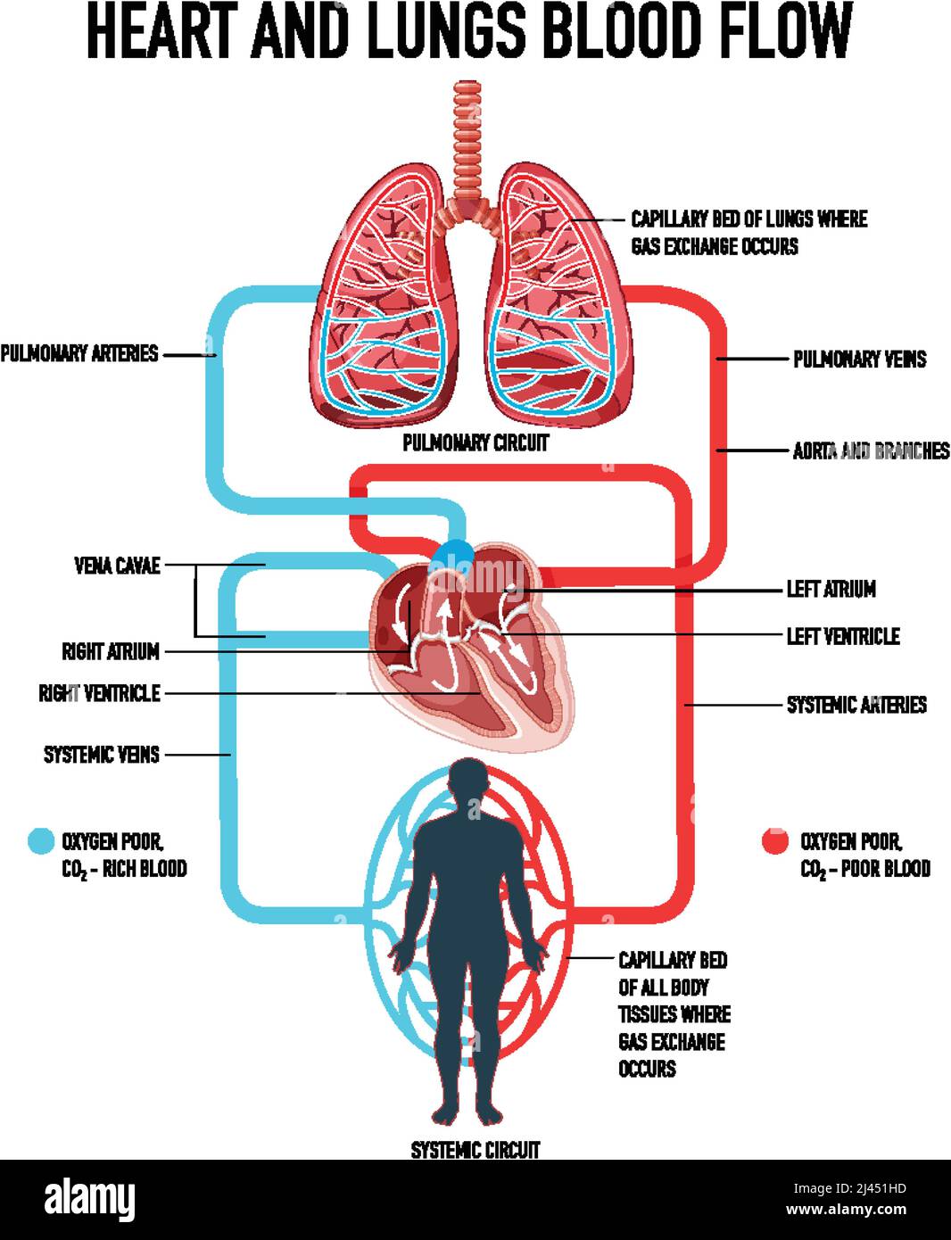 Heart And Lungs Diagram