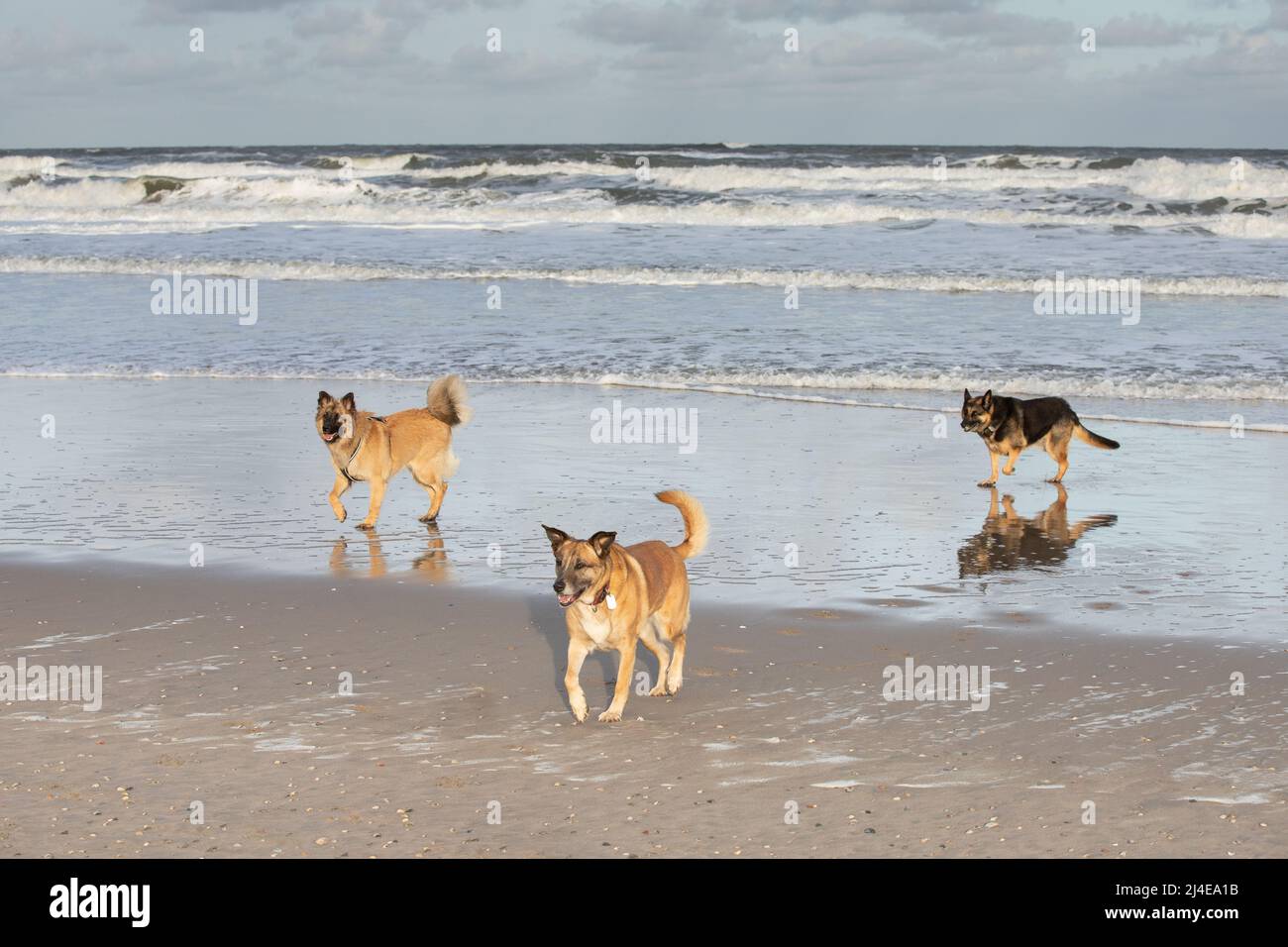 Sunrise beach on the North Sea with three dogs, a German Shepherd and a Malinois and a German Shepherd cross, walking in the beach that has dried up a Stock Photo