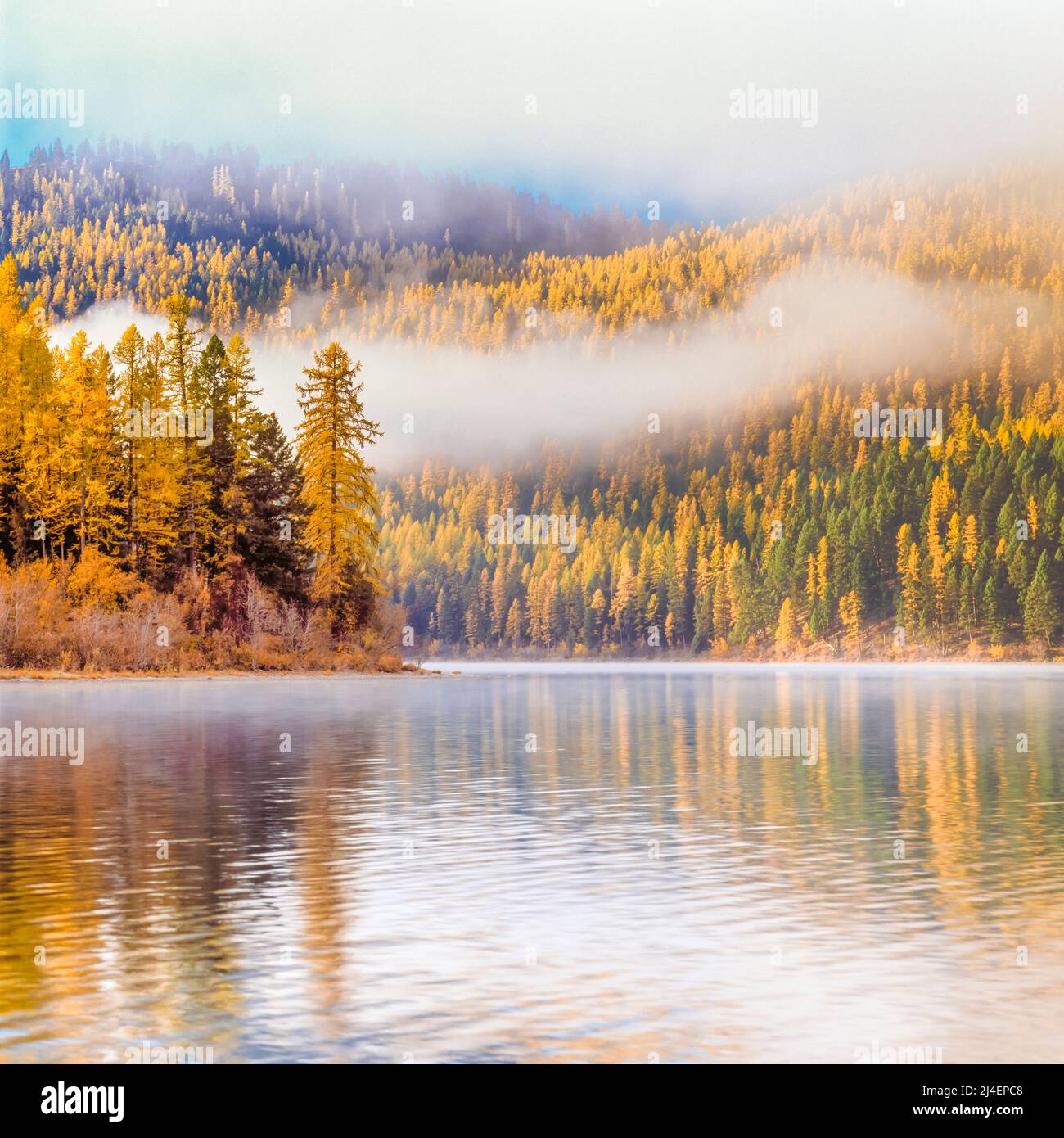 autumn larch and fog above salmon lake in the clearwater valley near seeley lake, montana Stock Photo