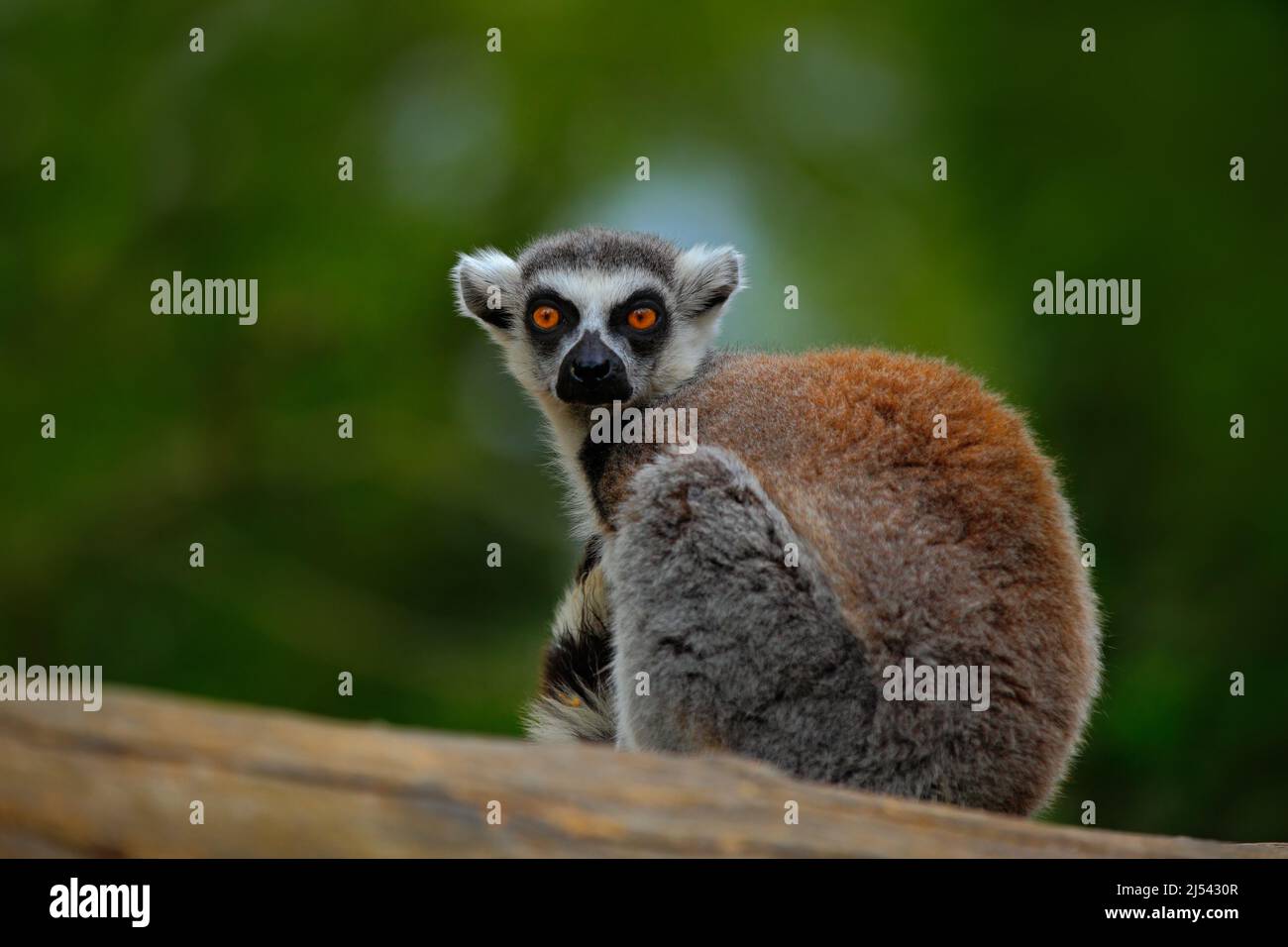 Ring-tailed Lemur, Lemur catta, with green clear background. large ...