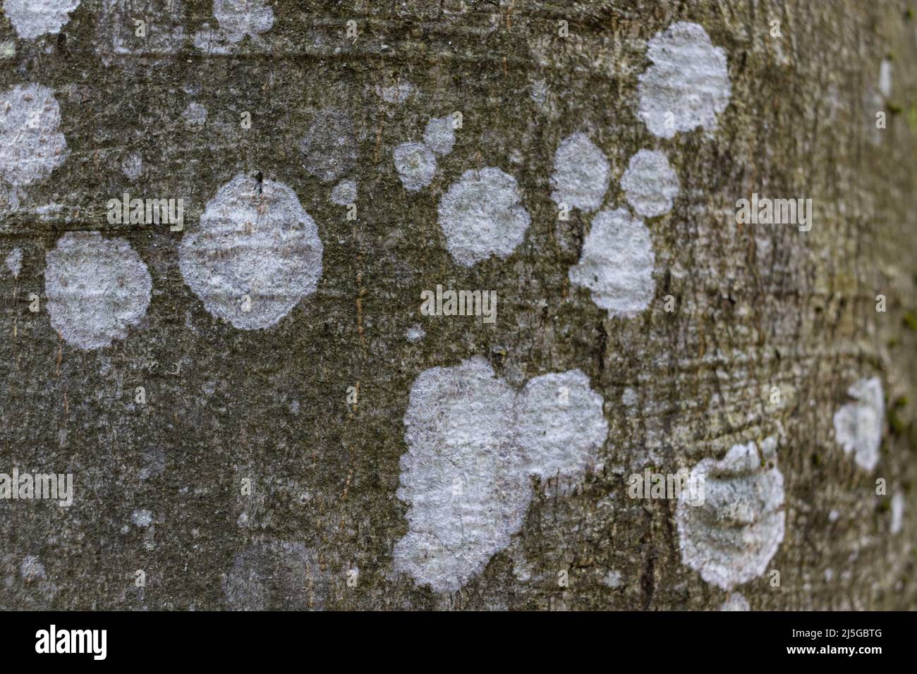 Close-up texture of grey beech tree bark with white spots of lichen, macro image background Stock Photo