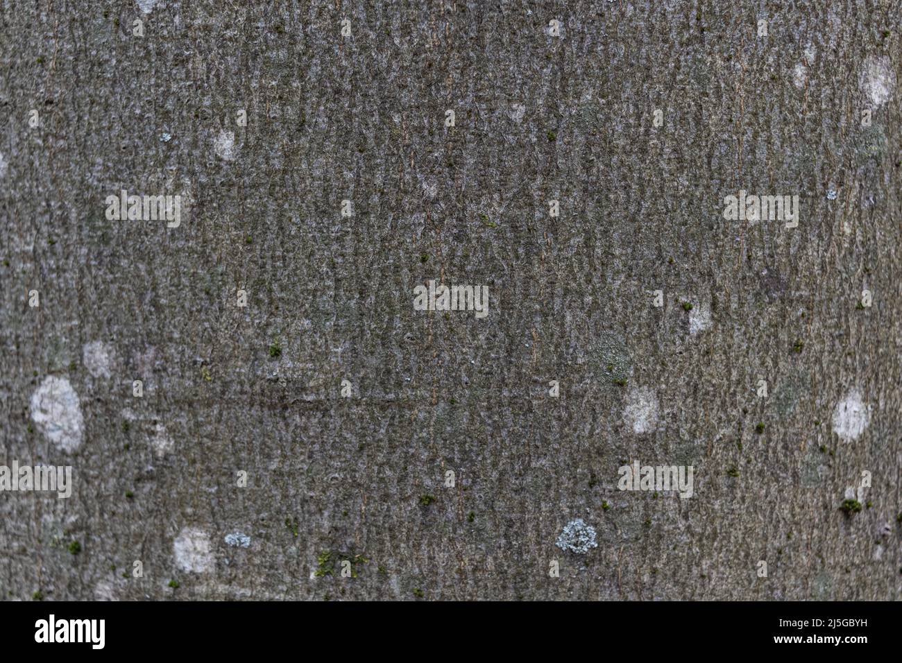 Close-up texture of grey beech tree bark with white spots of lichen, macro image background Stock Photo