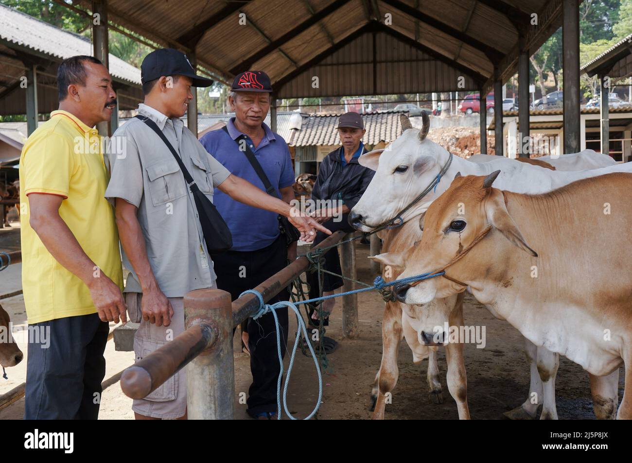 Traders and farmers interaction choosing cows at Pasar Pon traditional animal market in Ambarawa, Indonesia. Stock Photo