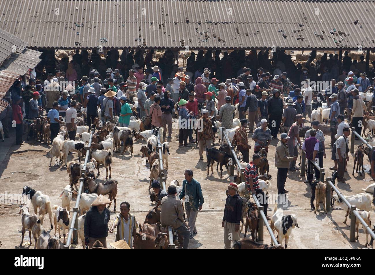 High angle view of crowd of goat sellers at Pasar Pon animal traditional market in Ambarawa, Central Java, Indonesia Stock Photo