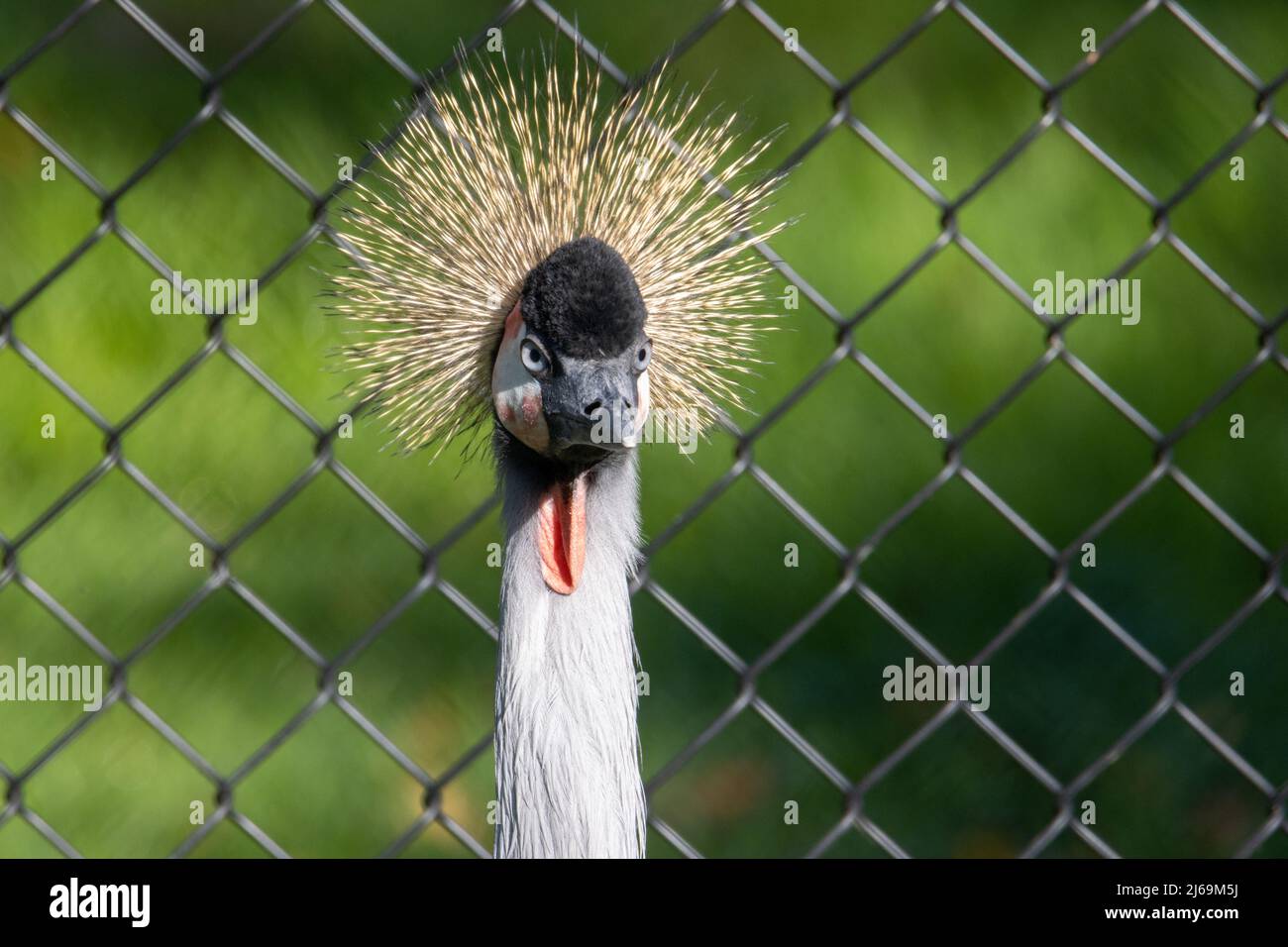 head of an East African crowned crane (Balearica regulorum gibbericeps) facing t the camera and isolated on a natural green background Stock Photo