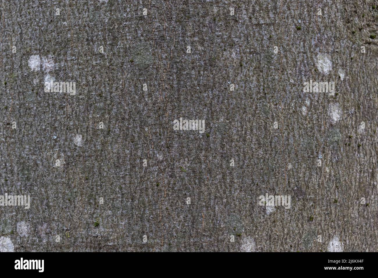 Close-up texture of grey beech tree bark with white spots of lichen, macro image background Stock Photo