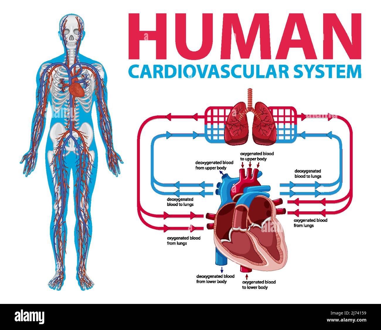 Vector Diagram Of Heart