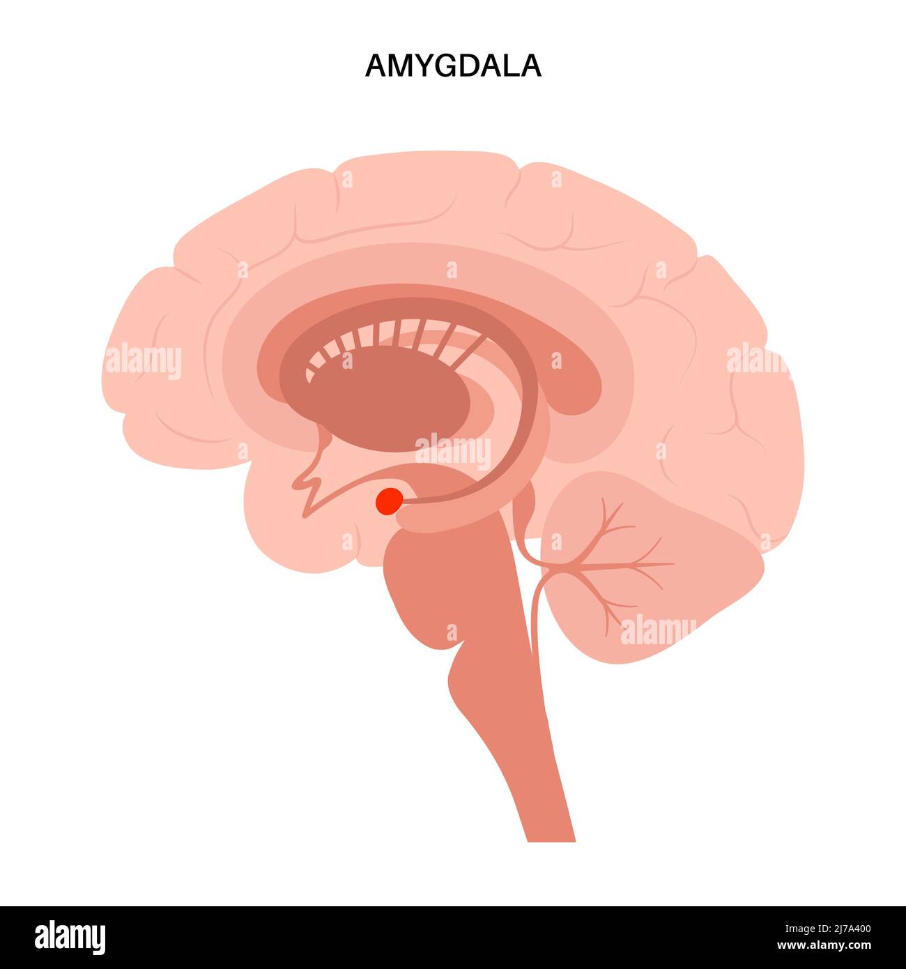 Brain Diagram Amygdala