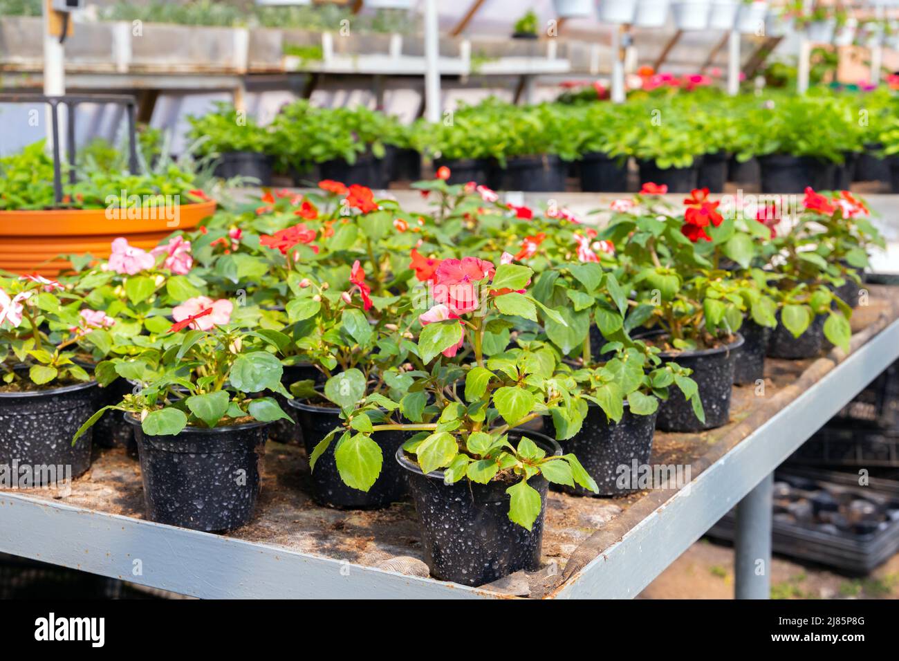 Impatiens walleriana, potted garden flowers are in a greenhouse on a sunny summer day Stock Photo