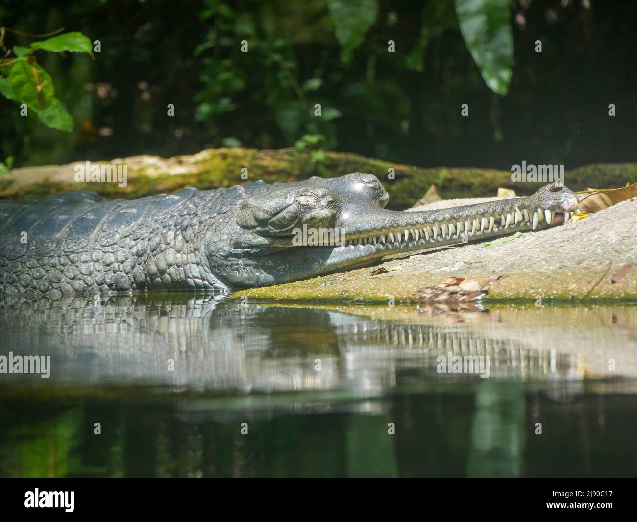 Gharial also known as gavial or fish-eating crocodile resting in water Stock Photo