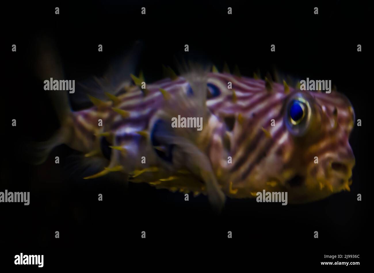 A striped burrfish (Chilomycterus schoepfi) swims in an aquarium at Dauphin Island Sea Lab and Estuarium, June 29, 2021, in Dauphin Island, Alabama. Stock Photo