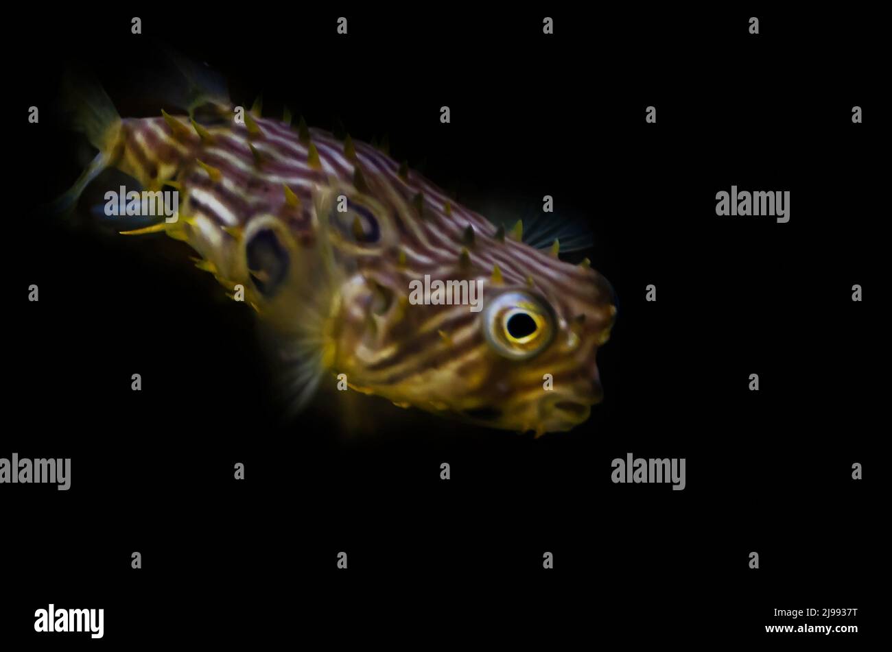 A striped burrfish (Chilomycterus schoepfi) swims in an aquarium at Dauphin Island Sea Lab and Estuarium, June 29, 2021, in Dauphin Island, Alabama. Stock Photo