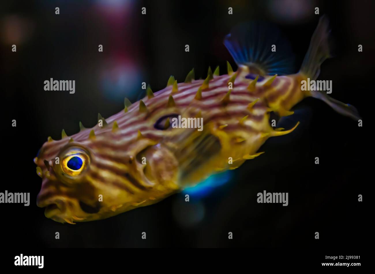 A striped burrfish (Chilomycterus schoepfi) swims in an aquarium at Dauphin Island Sea Lab and Estuarium, June 29, 2021, in Dauphin Island, Alabama. Stock Photo