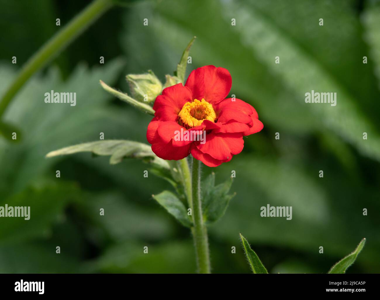 Geum chiloense 'Mrs Bradshaw' opening Stock Photo