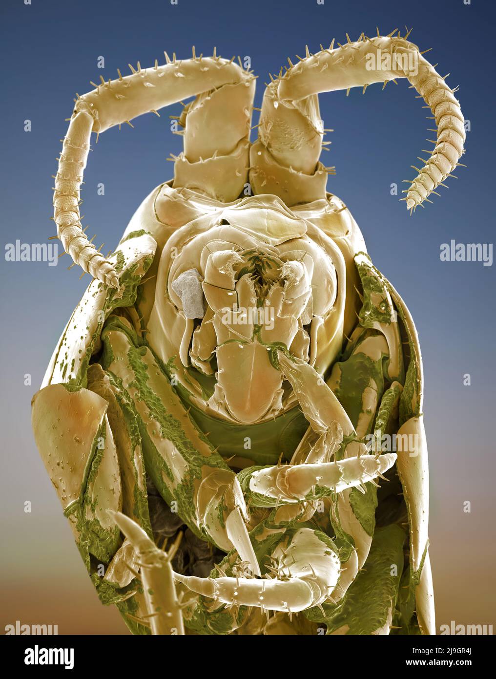 SEM Scanning Electron Microscope image of a Sandhopper, Sand Flea, amphipod Stock Photo