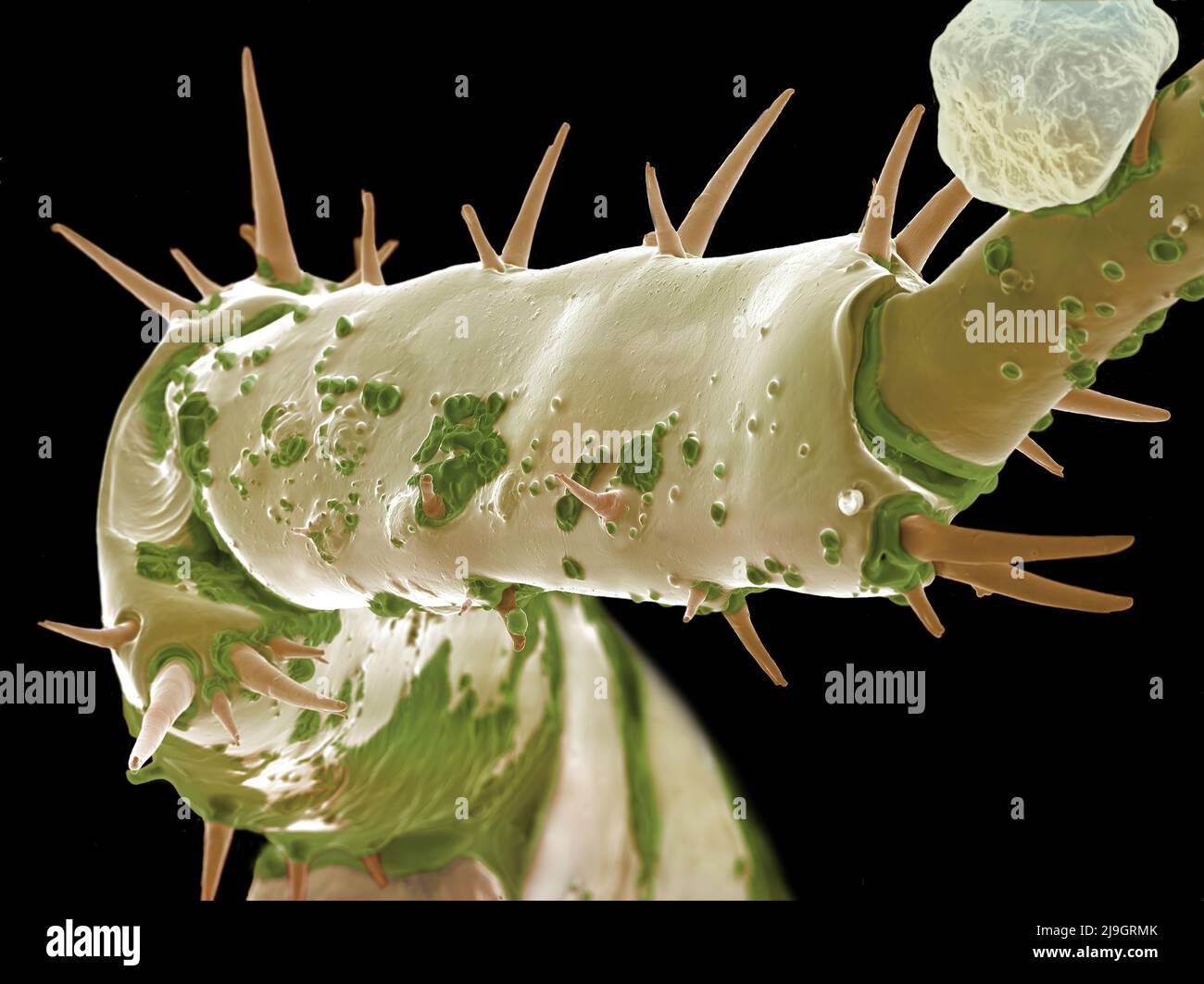 SEM Scanning Electron Microscope image of a Sandhopper, Sand Flea, amphipod Stock Photo