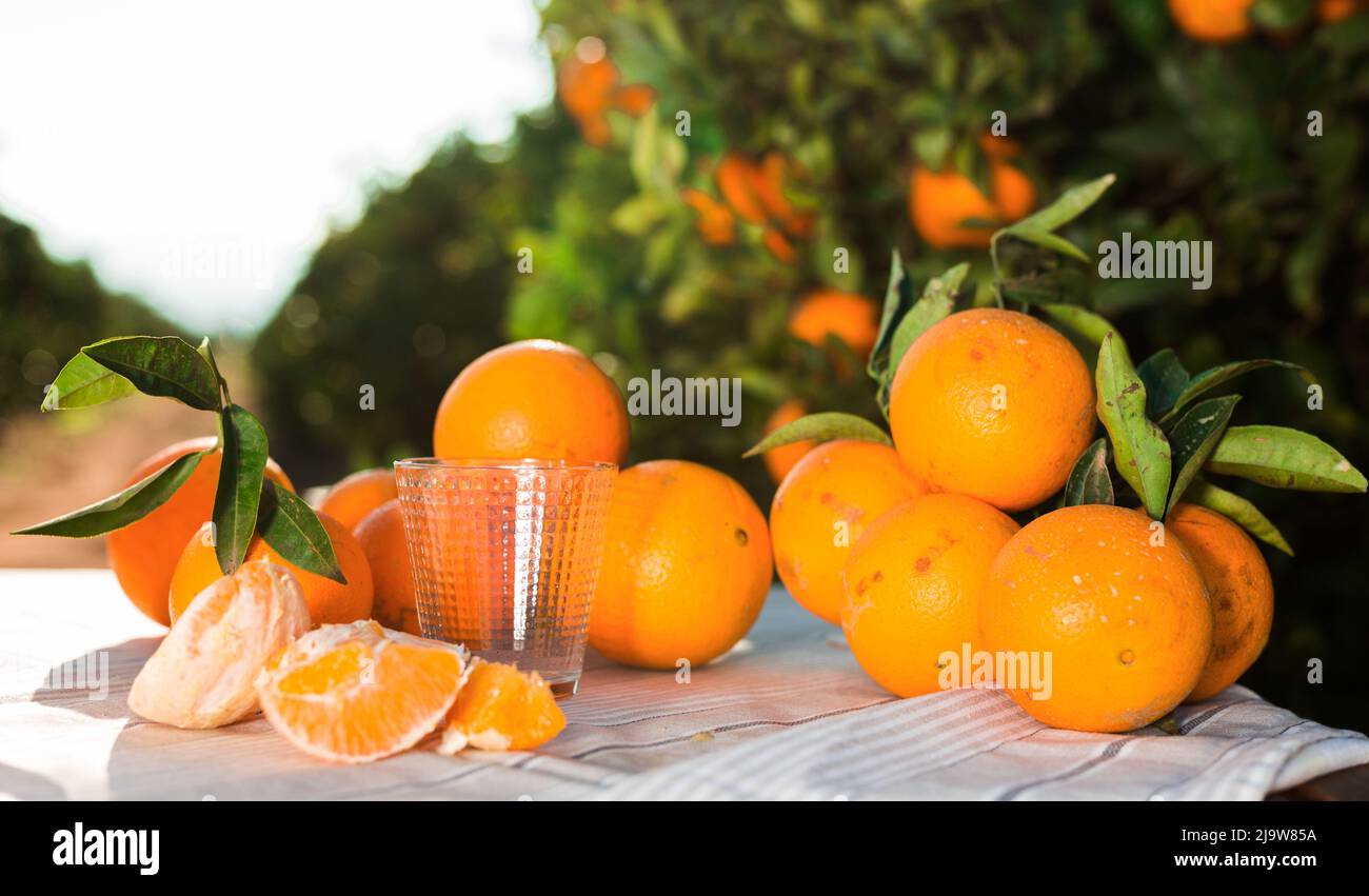 still life of juicy oranges and juice on table in orange garden Stock Photo