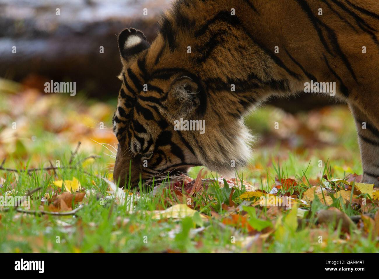 Sumatran tiger (Panthera tigris sondaica)  a Sumatran tiger eating a dead chicken Stock Photo