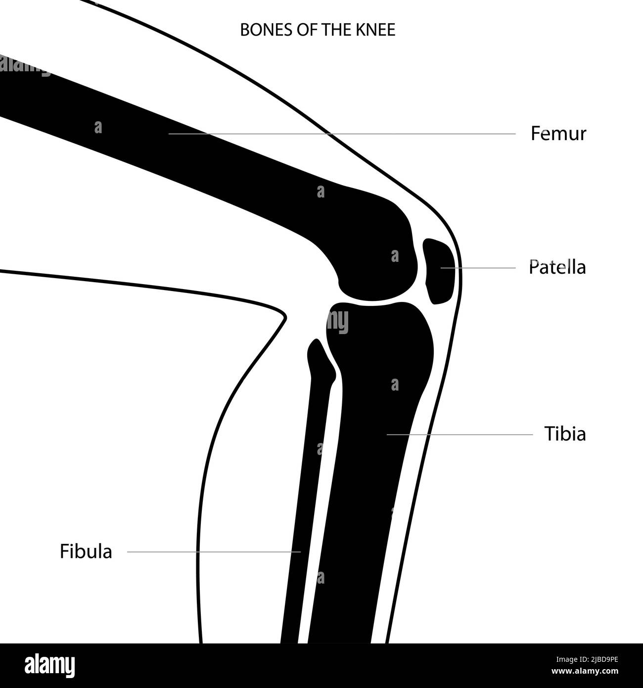 Knee anatomy, illustration Stock Photo