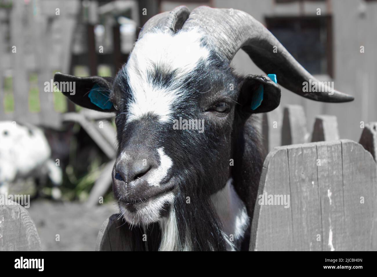 over the fence looking black goat Capra Stock Photo