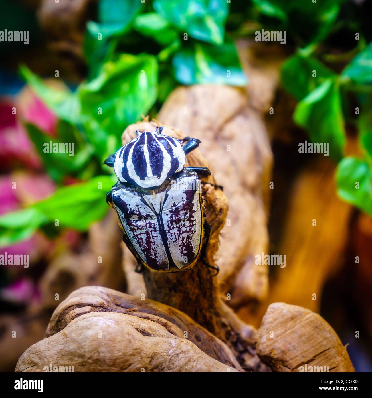 Close-up image of Goliath Beetle (Goliathus goliatus) in iits natural habitat Stock Photo