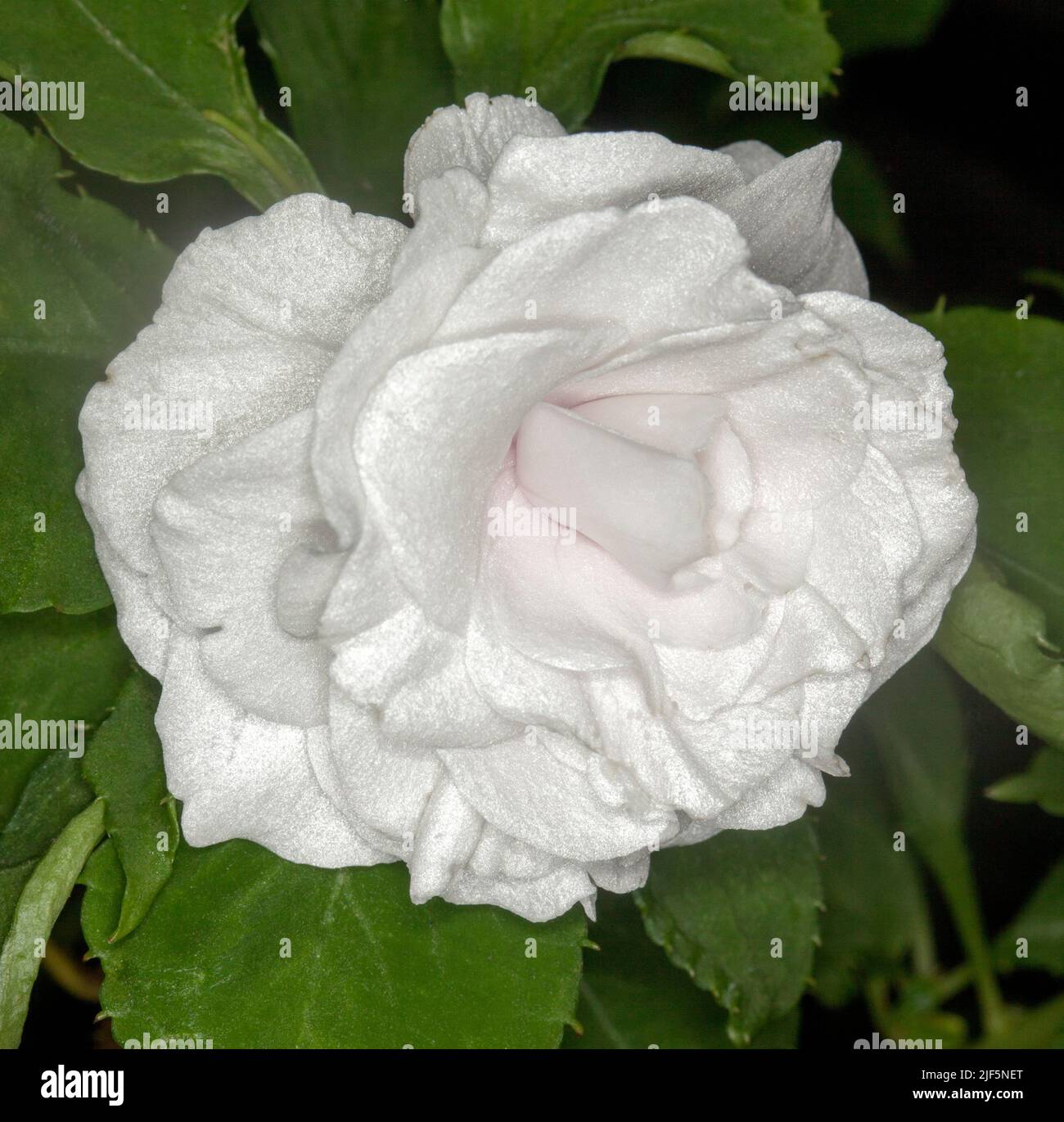 Stunningly beautiful vivid white double flower of Impatiens walleriana,  on a background of green leaves, a perennial garden plant, in Australia Stock Photo