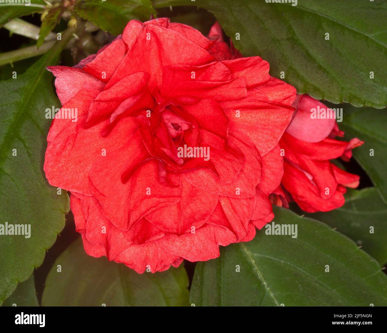 Stunningly beautiful bright red double flower of Impatiens walleriana,  on a background of green leaves, a perennial garden plant, in Australia Stock Photo