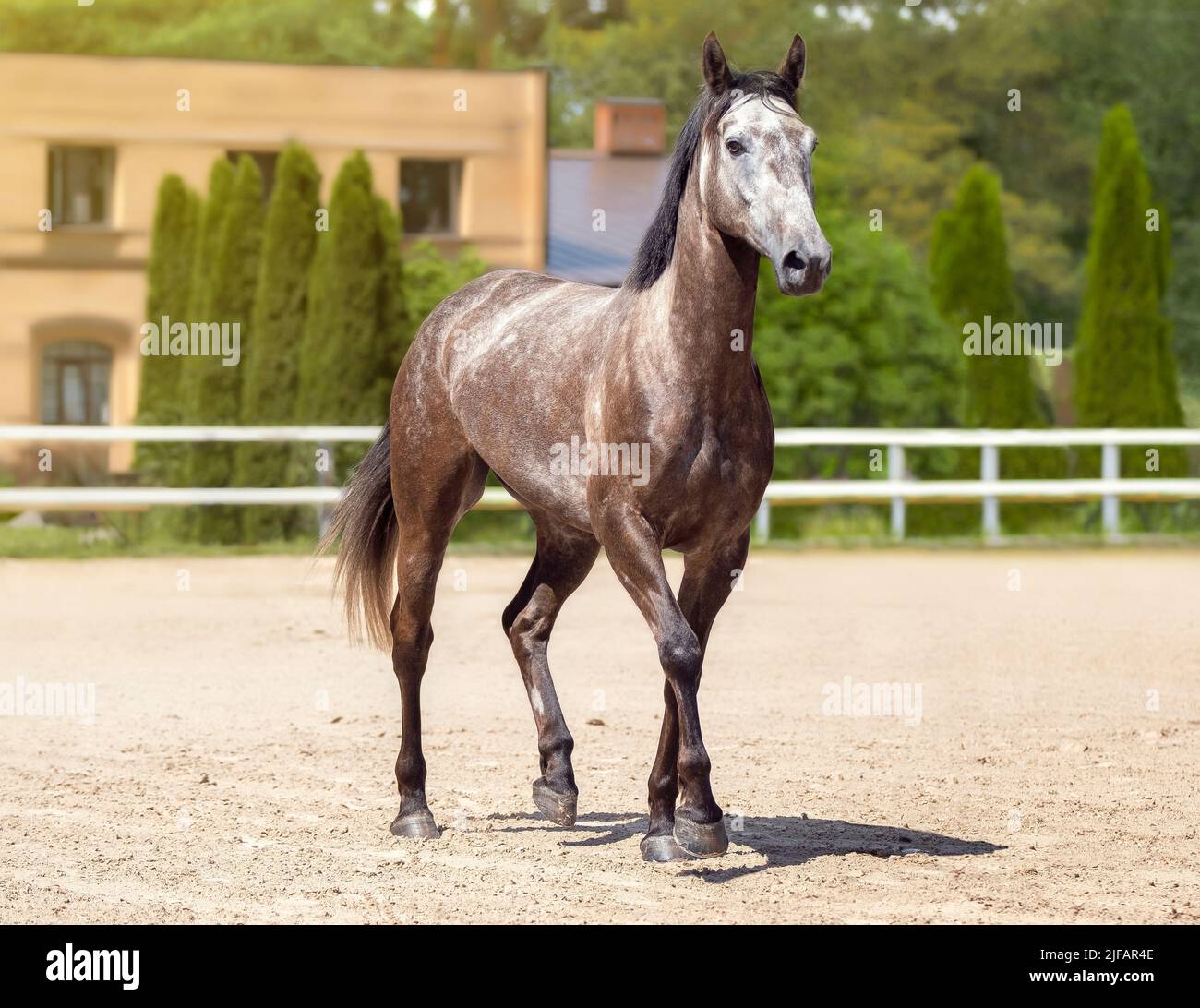 Beautiful horse run gallop in sand. A spotted thoroughbred sports mare. Summer light. Front view. Equestrian sport. Sports banner Stock Photo