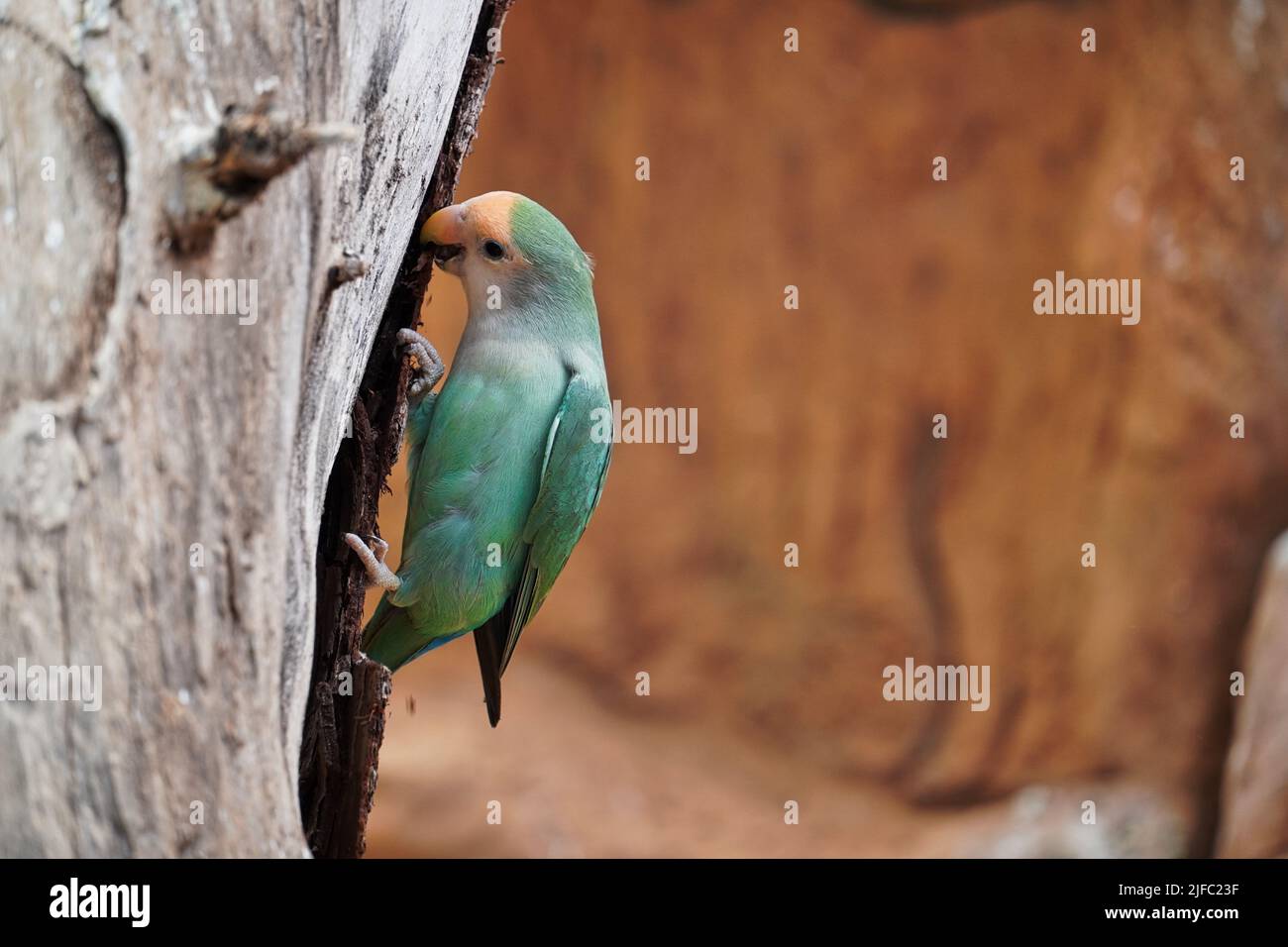 Zoo visit to Tenerife, Spain, Europe Stock Photo