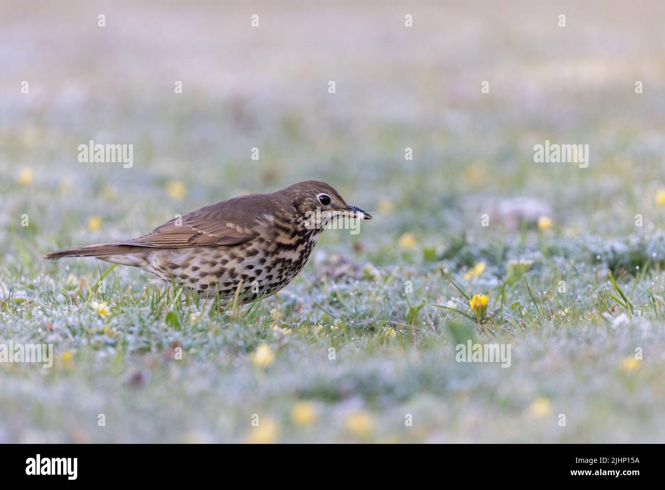 Song thrush [ Turdus philomelos ] on lawn with insect grub in beak Stock Photo