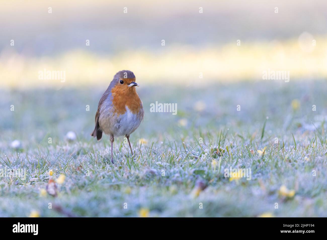 European Robin [ Erithacus rubecula ] on a frosty lawn with insect grub in its beak Stock Photo