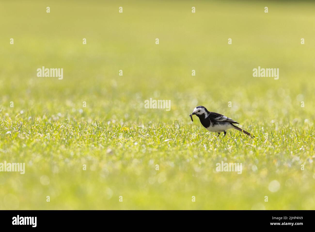 Pied Wagtail [ Motacilla alba ] with insect grub on lawn Stock Photo