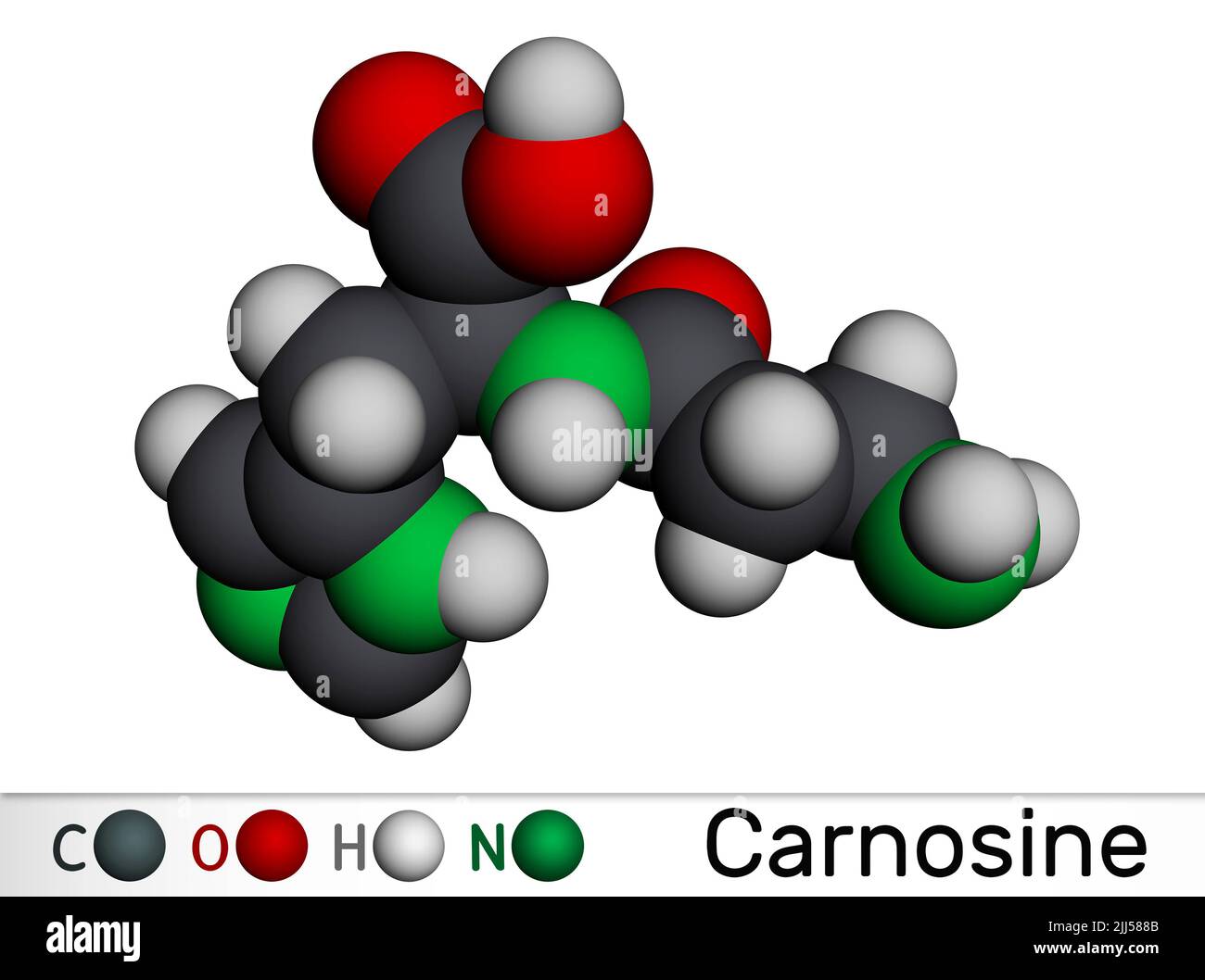 Carnosine dipeptide molecule. It is anticonvulsant, antioxidant, antineoplastic agent, human metabolite. Molecular model. 3D rendering Stock Photo