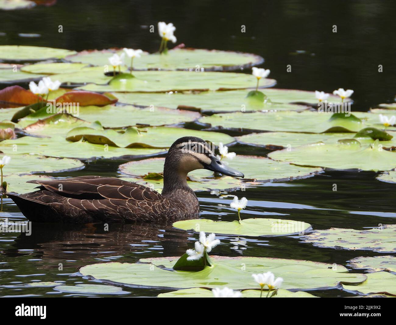 A close-up shot of a black duck swimming next to some water lilies. Stock Photo