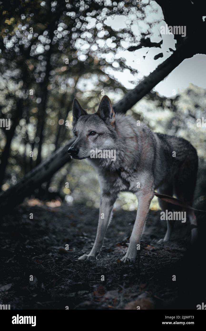 A closeup of a wolf-dog in a forest Stock Photo