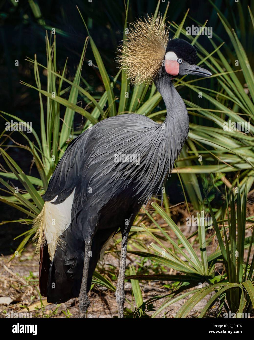 A vertical shot of a crowed crane bird in the park in Naples, Florida Stock Photo