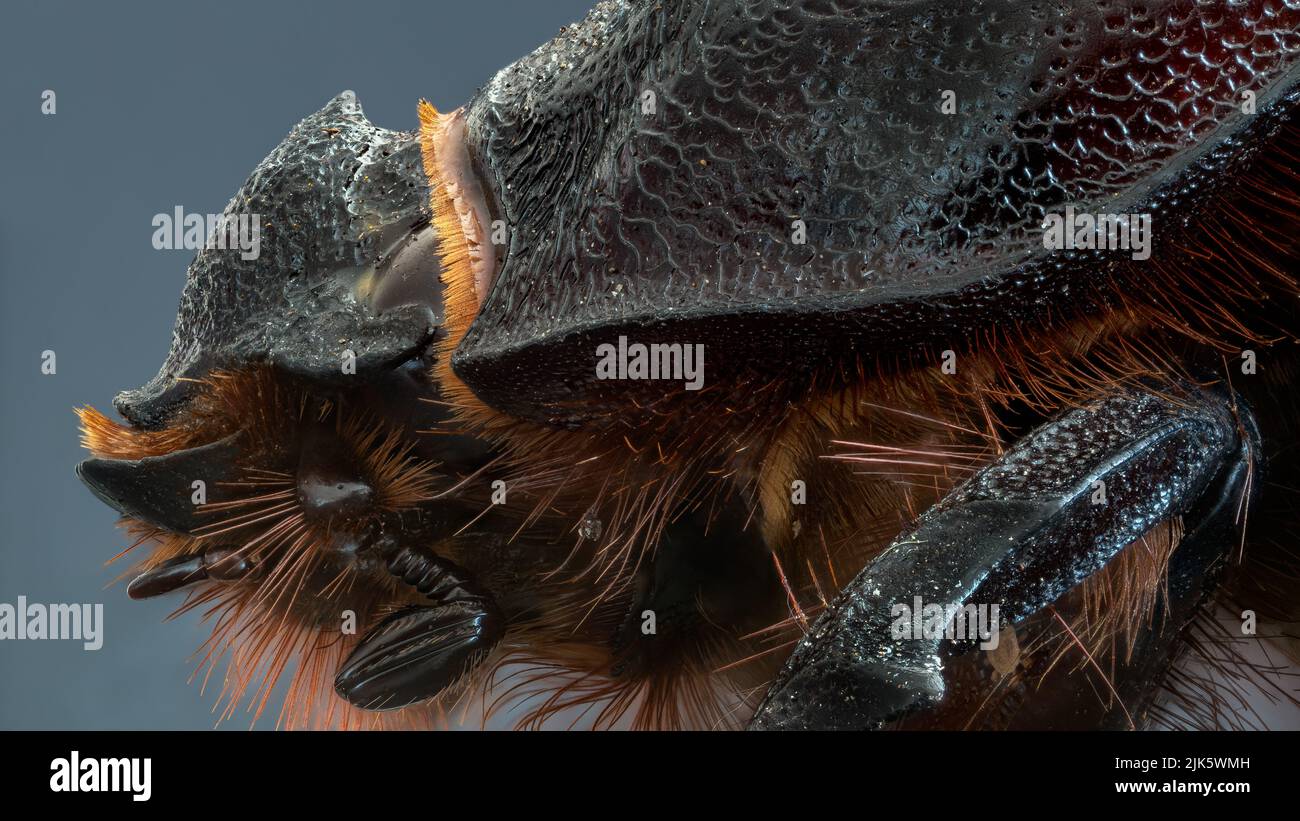 Female European rhinoceros beetle - Extreme macro - stack photography. Stock Photo