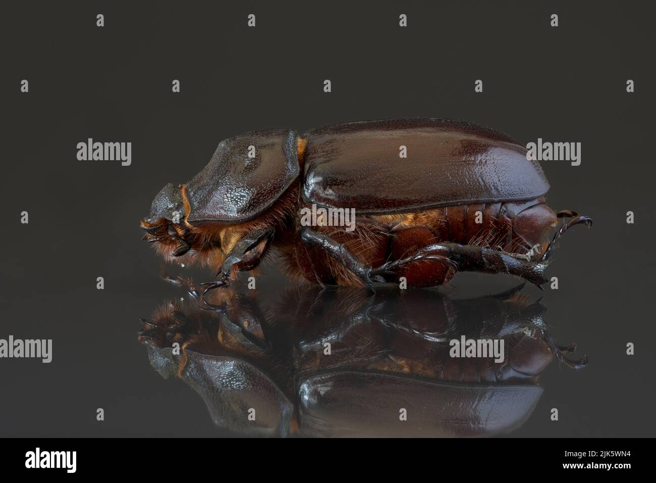 Female European rhinoceros beetle - Extreme macro - stack photography. Stock Photo