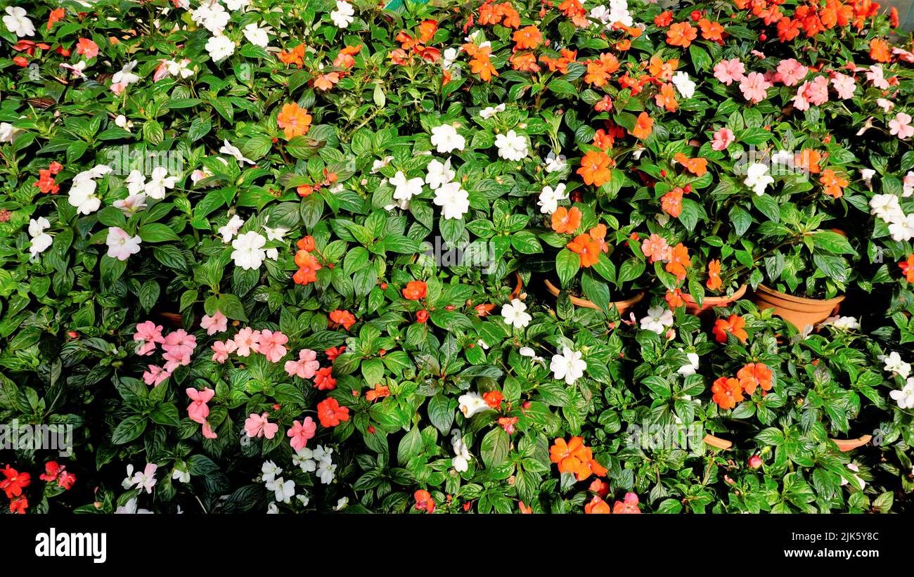 Beautiful background garden image of Impatiens walleriana also known as Busy lizzy, Sultans Balsam, Patienceplant, Patient Lucy, Teresita, Indoor Beau Stock Photo