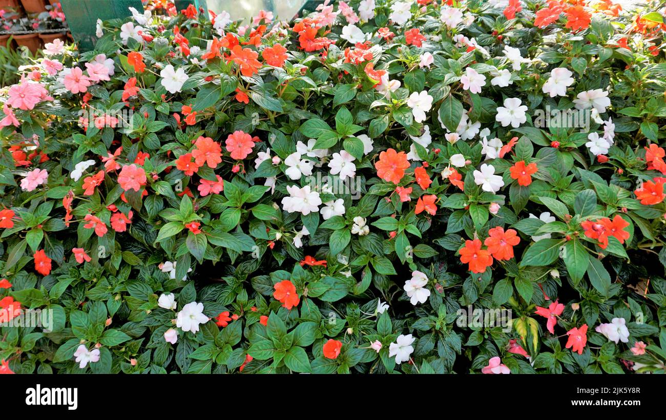 Beautiful background garden image of Impatiens walleriana also known as Busy lizzy, Sultans Balsam, Patienceplant, Patient Lucy, Teresita, Indoor Beau Stock Photo