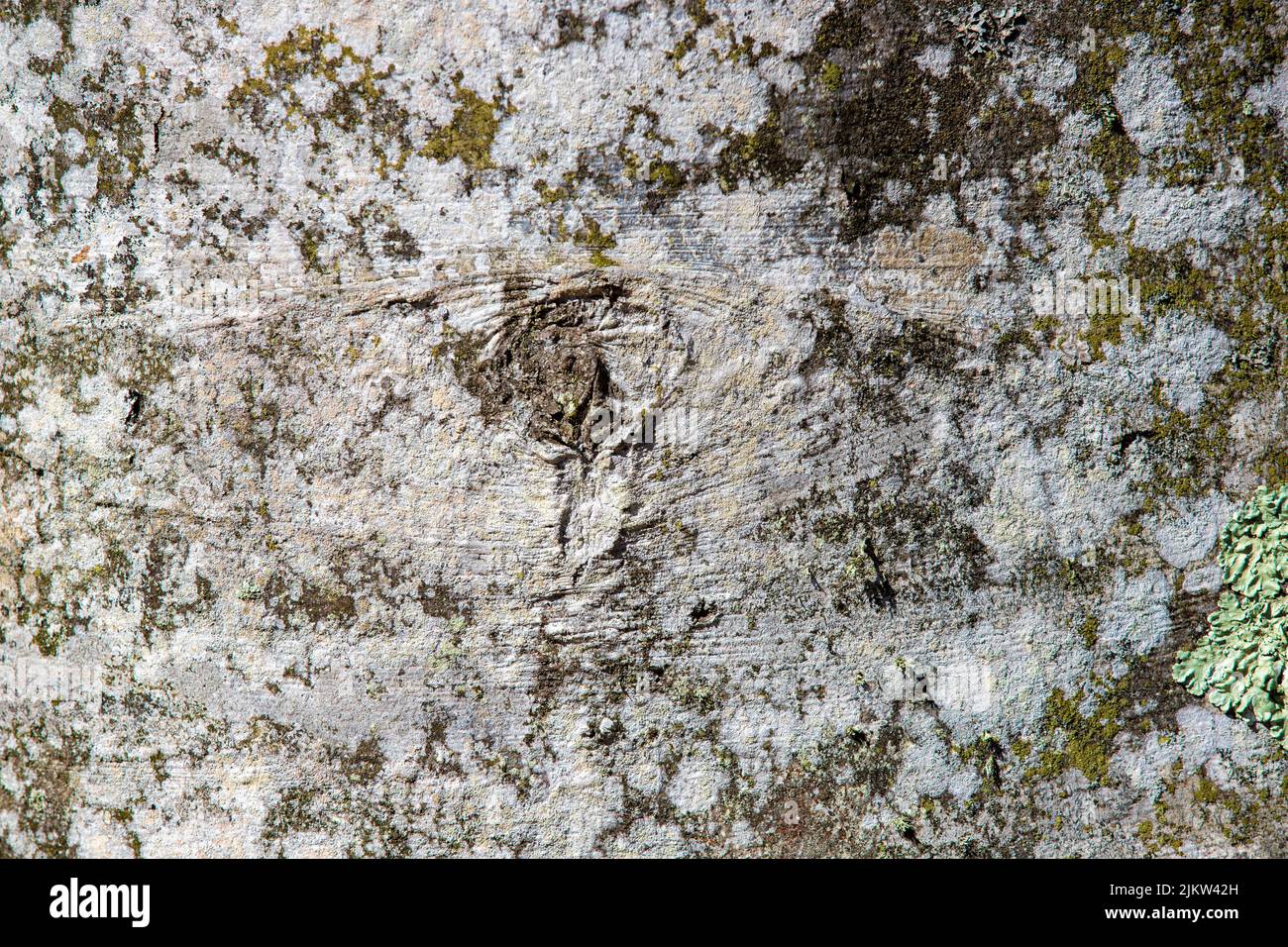 A close-up with the bark of a beech tree Stock Photo